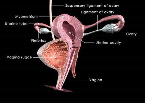 vaginainside|The Vagina: Anatomy and 3D Illustrations .